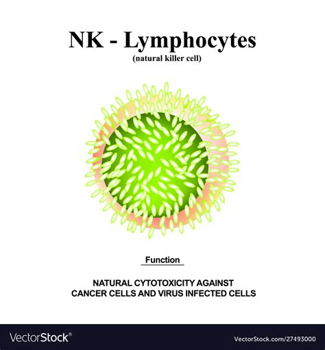 Lymphocyte Cell Structure