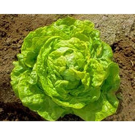 Butterhead Lettuce Seeds - Etsy