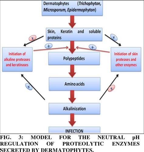 Figure 3 from DERMATOPHYTOSIS: INFECTION AND PREVENTION -A REVIEW ...