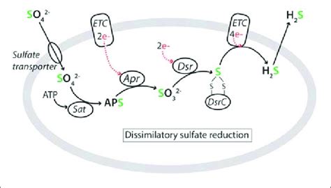 Metabolic Pathway Of Dissimilatory Sulfate Reduction Showing The Download Scientific Diagram