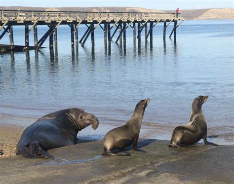 Seal Vs Sea Lion Your Guide To Knowing The Difference The Marine