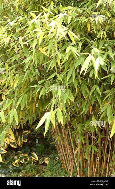 Fargesia Murielae Umbrella Bamboo Leafy Bamboo Plant Close Up Stock