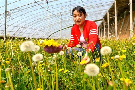 河北省磁县种植的蒲公英进入采收季节 健康养生 国医小镇