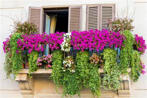 Fiori Da Balcone I Tipi Per Un Balcone Al Sole All Ombra O A Mezz Ombra