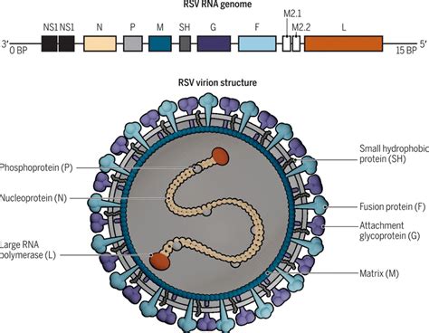 Priorities For Developing Respiratory Syncytial Virus Vaccines In