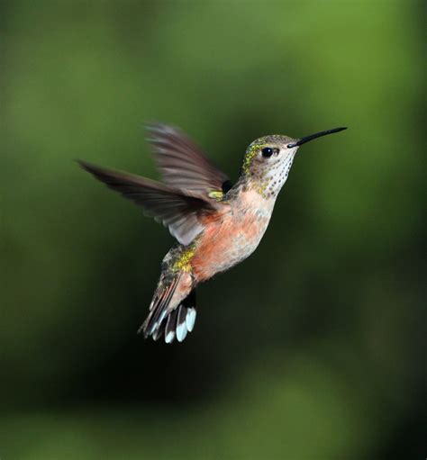 The Calliope Hummingbird | Midas Gold