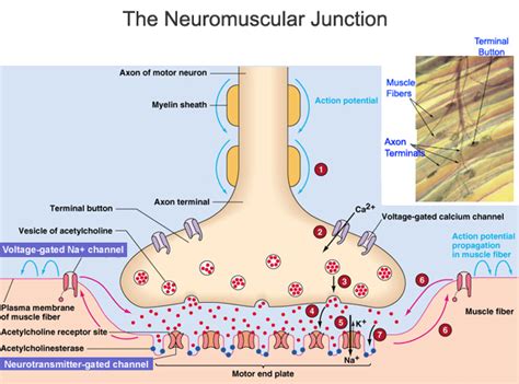 Cmc Education Neuromuscular Junction