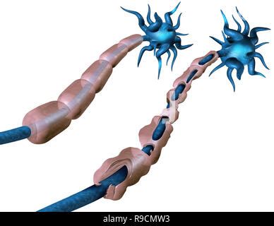 Neuron with Healthy Myelin Sheath Stock Photo - Alamy