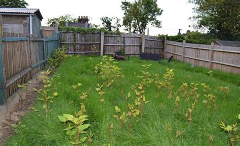 How To Sell A House With Japanese Knotweed Mark King Properties