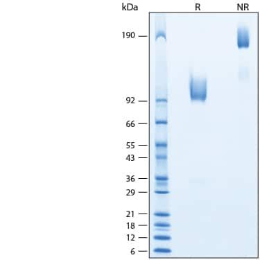 Recombinant Cynomolgus Rhesus Macaque Trka Fc Protein Cf Tk