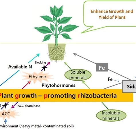 Functions Of Plant Growth Promoting Rhizobacteria Sources