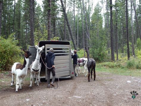 Llama trekking Montana: A most memorable travel micro-adventure ...