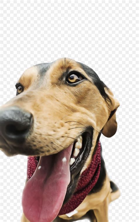 Treeing Walker Coonhound Redbone Coonhound Snout Hound Black And Tan Coonhound Png 1200x1924px