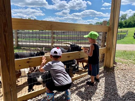 Petting Zoo Kids Gem Mining Foxs High Rock Farm Logan Ohio