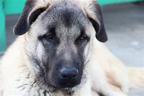 El KANGAL TURCO Todo Sobre Esta Raza Gigante