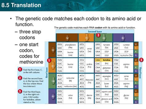 Methionine Codon