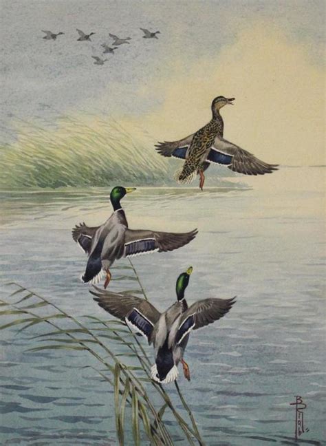 Mallard Duck Watercolor At Paintingvalley Explore Collection Of