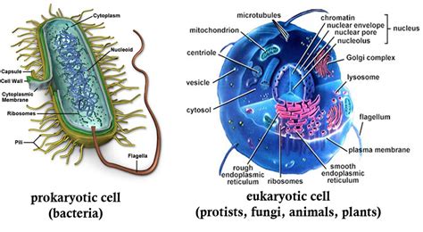 Sc912l156 Classification Welcome To Dr Suris Science Class