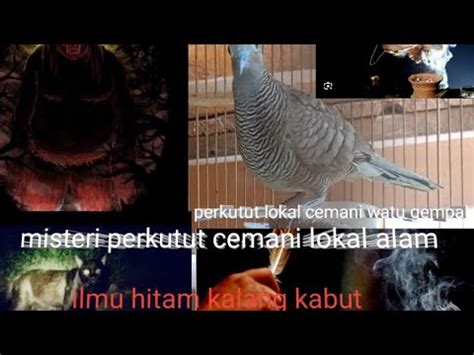 Misteri Perkutut Cemani Lokal Alam Misteri Mitosperkutut Youtube