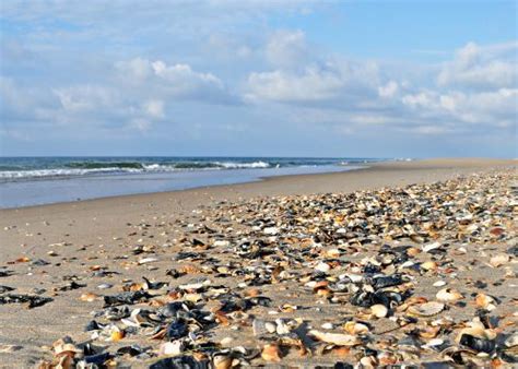 Seashells Anyone Photo By Angel Randazzo Ocracoke Island Photo