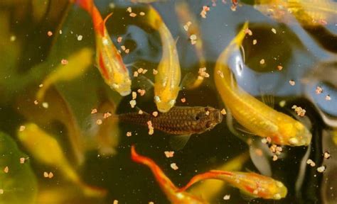 Best Food for Guppies: The Ultimate Guide - Fish Laboratory