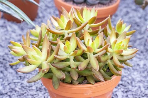 How To Care For Golden Sedum Hunker