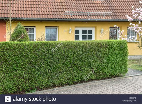 Privet Hedges High Resolution Stock Photography And Images Alamy