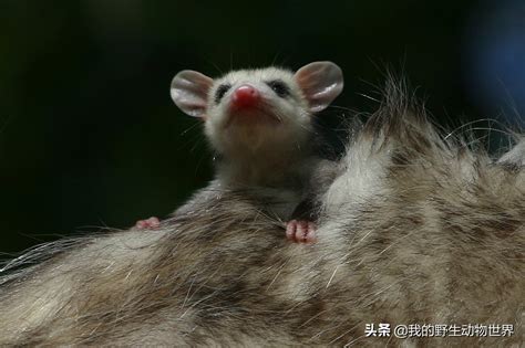 What Is The Relationship Between The Forked Penis Of The Possum And The Nostrils Strange