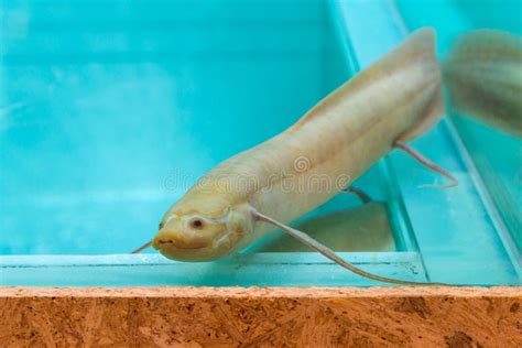 Lungfish Africano Blanco O Dipnoi En Un Acuario Foto De Archivo