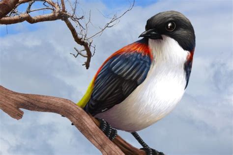 10 Rarest Birds in the World & Where To Find Them