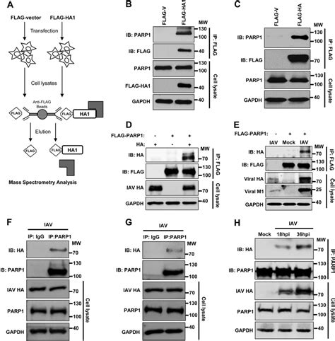 Parp1 Interacts With Ha Upon Ha Expression Or Iav Infection A A