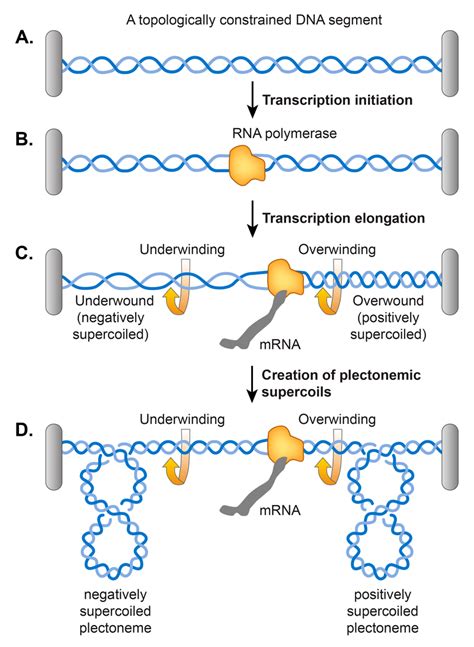 What Is The Difference Between Positive And Negative Supercoiling Of