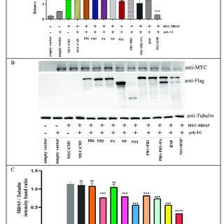 CIV proteins inhibit the activation of IFN β promoters by the MDA A