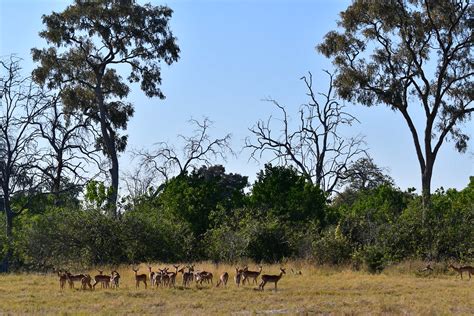 Selinda Concession Botsuana Thierry Borel Flickr