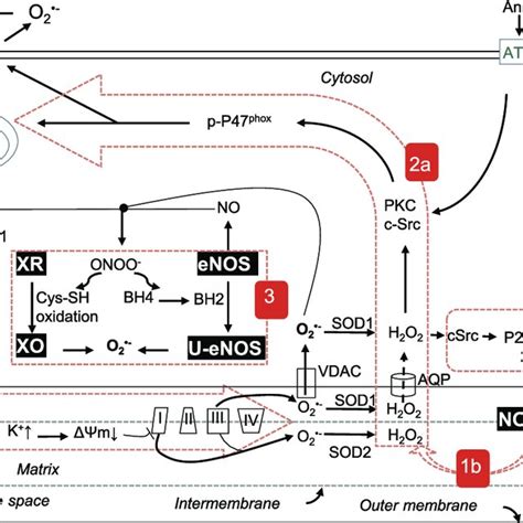 Reactive Oxygen Species Ros Metabolism A Ros Generation Cellular