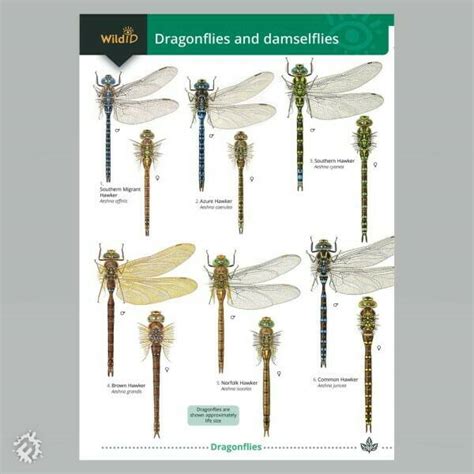 Field Guide - Dragonflies & Damselflies | Muddy Faces