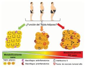 Importancia Del Exceso De Peso Y De La Funci N Del Tejido Adiposo Sobre