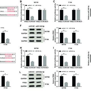 MiR 140 5p And MiR 92a 3p Targeted The 3 UTR Of FRS2 In WT Cells In