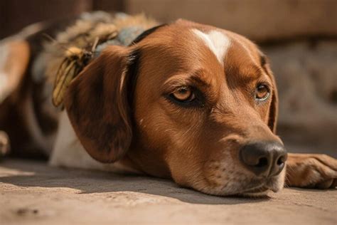 Perch Il Mio Cane Continua A Tossire Cause E Rimedi Efficaci Khani It