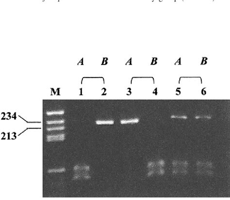 Enzymatic Digestion Of Nested Amplification Products Of The Plasmodium