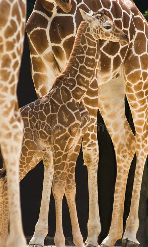 Baby giraffe stock image. Image of spots, camelopardalis - 8377001 ...