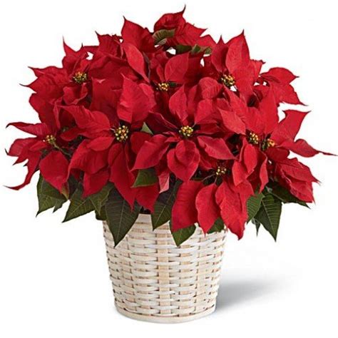 Poinsettia - Toronto Bulk Flowers