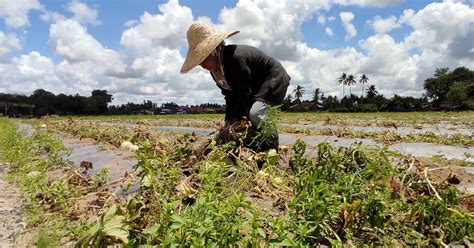 Rmk Sektor Agromakanan Dijangka Berkembang Harian Metro