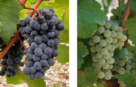 Cabernet Sauvignon Vs Sauvignon Blanc A Layman S Wine Musings