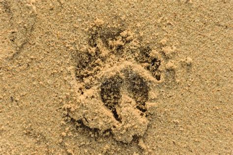 114 Big Human Footprint Stock Photos Free And Royalty Free Stock Photos