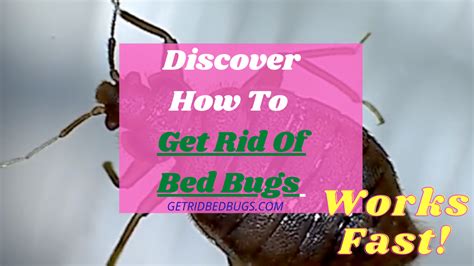 The Ultimate Guide On How To Get Rid Of Bed Bugs Fast Get Rid Bed