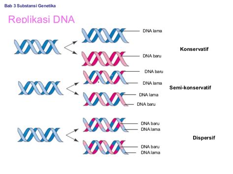 3 Model Replikasi DNA - The Power of Biology