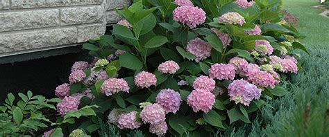 Hydrangeas When To Prune And How To Bloom Ted Lare Design And Build