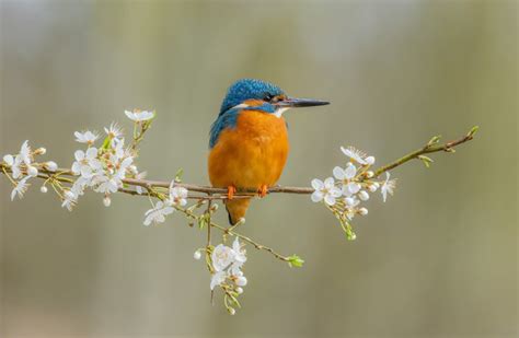 25 Incredible Winning Photos From The British Wildlife Photography ...