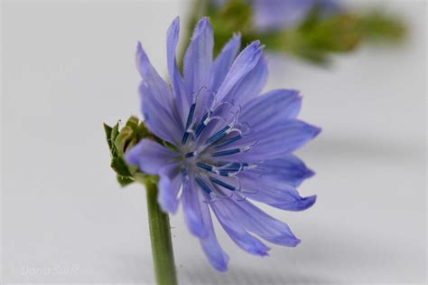 Medicinal Plant Chicory - B2B Nutramedic&Cosmetics